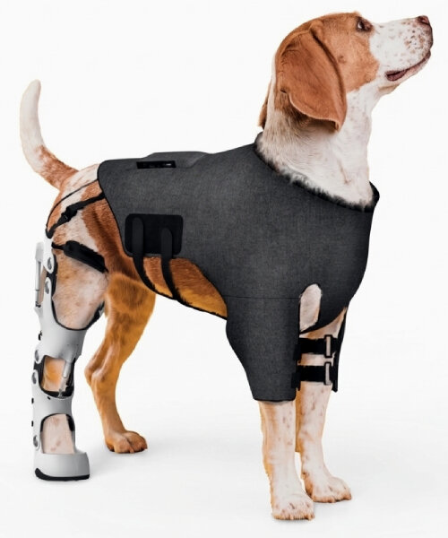 Kutyáknak készült exoskeleton: újra járhatnak sérülés után!