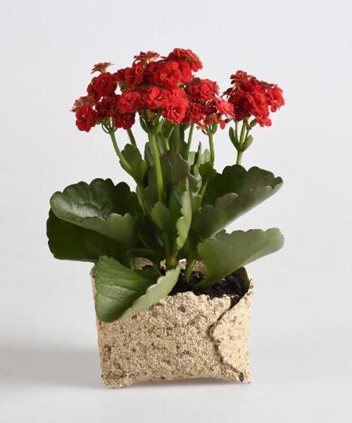 Újrahasznosított szerves hulladék: műanyagmentes virágtartók!