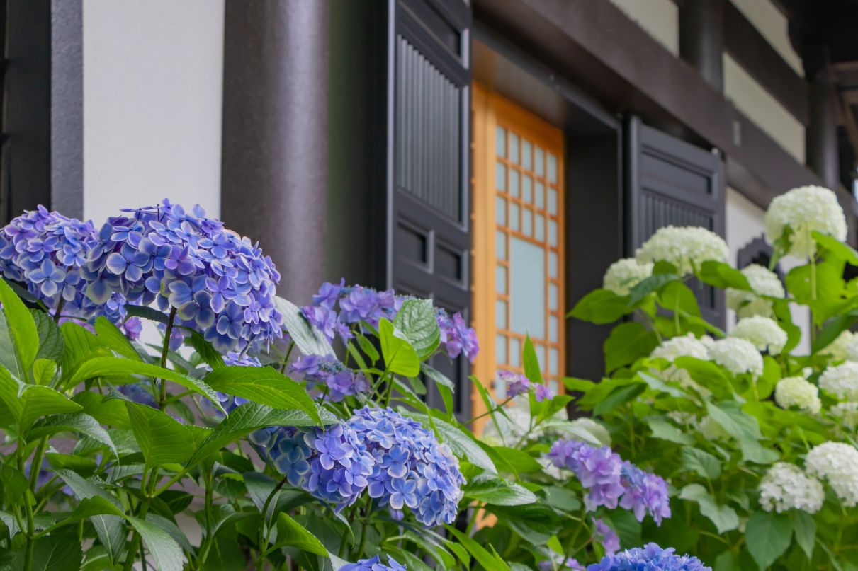 Lemon és olívaolaj: Fabulálisan tiszta fa padló!