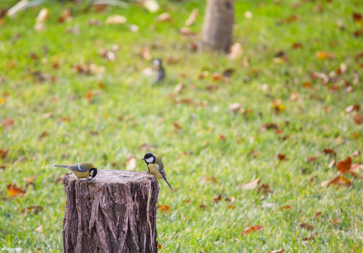 Kutya szag: 3 nap után sokkoló felfedezés!