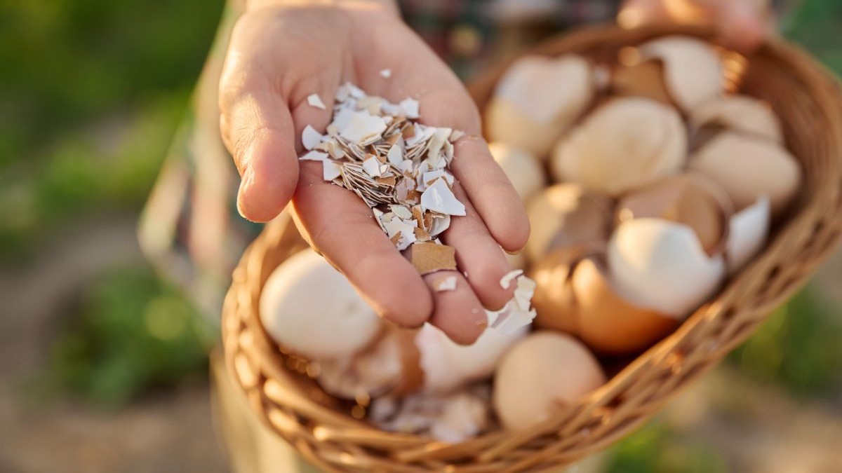 Alacsony gondozású növények 2026-ra: napfényben is élnek!