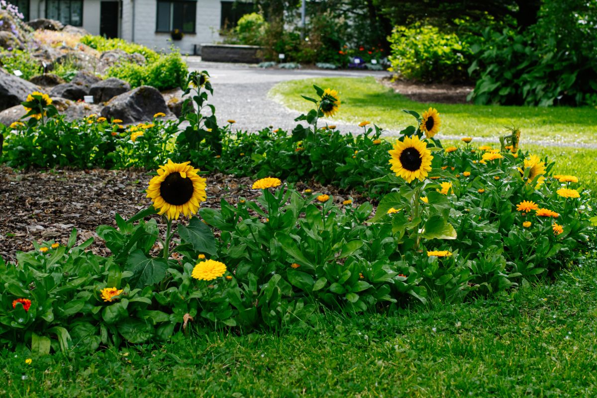 Kerttervezés 2026: Nyersanyagos megoldások a dekoráció helyett!