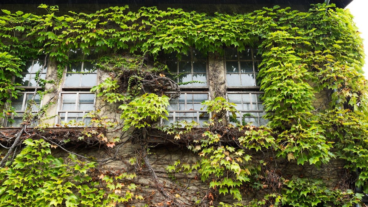 Front yard trendek, amik elavulttá teszik otthonod 2026-ra!