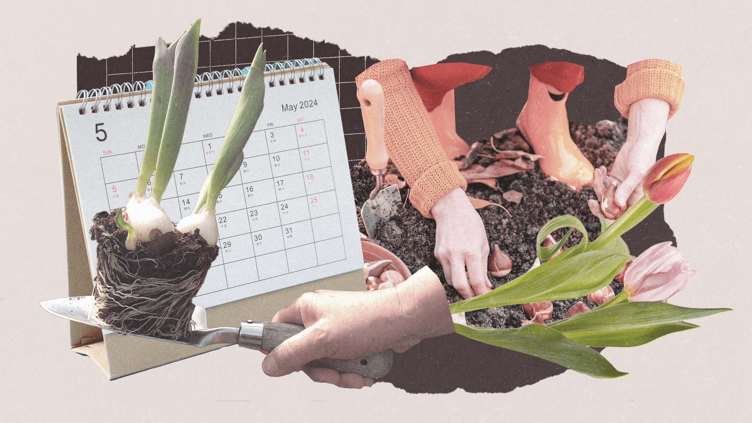 Tulipánhagymát mikor ültess? Kertészek tanácsai!