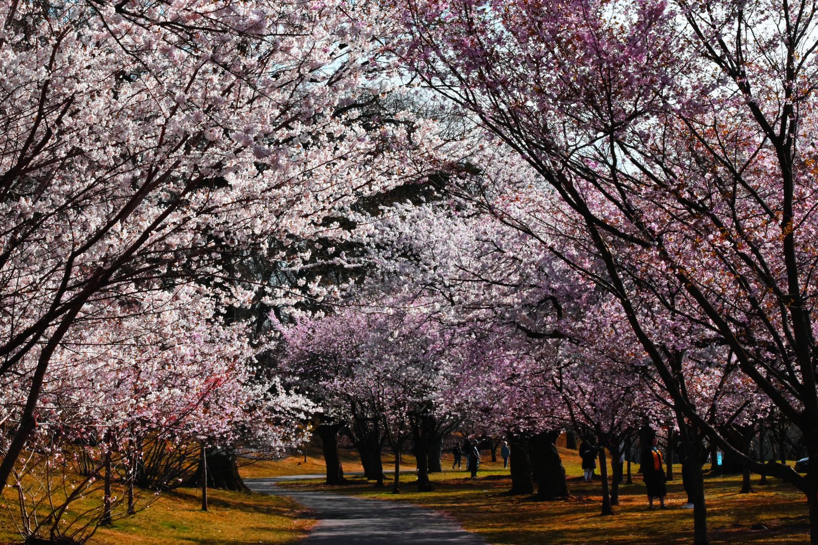 Cseresznyevirágok: 10 hely, ahol Japánon túl csodálhatod!