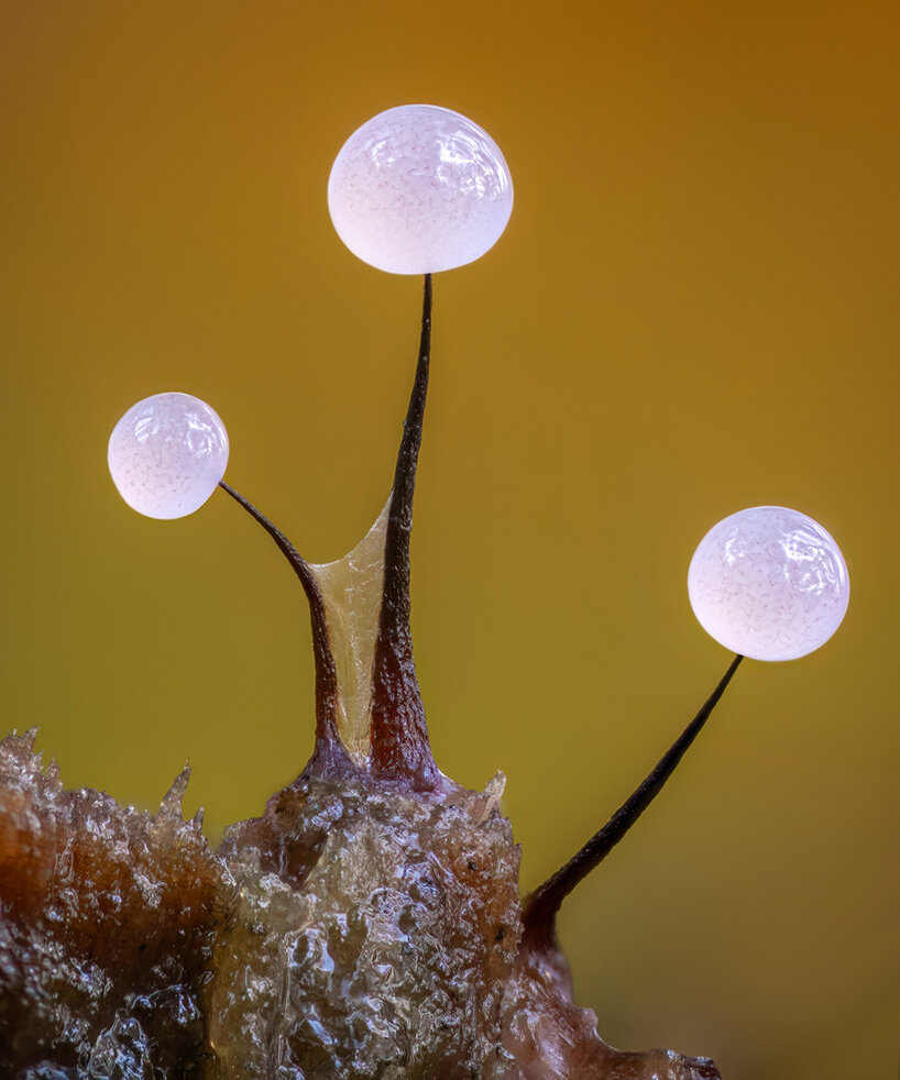 Nyálkás gombák titkos világa: Barry Webb fotói az erdőkben!