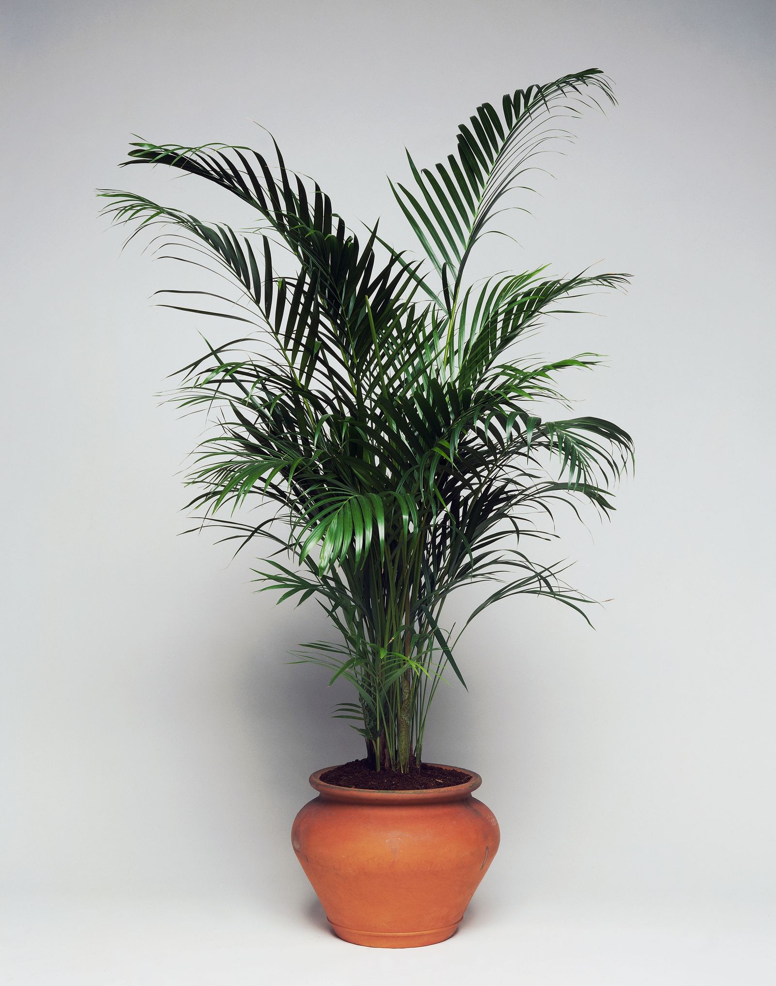 Hűsítő szobanövények a nyári forróságra!