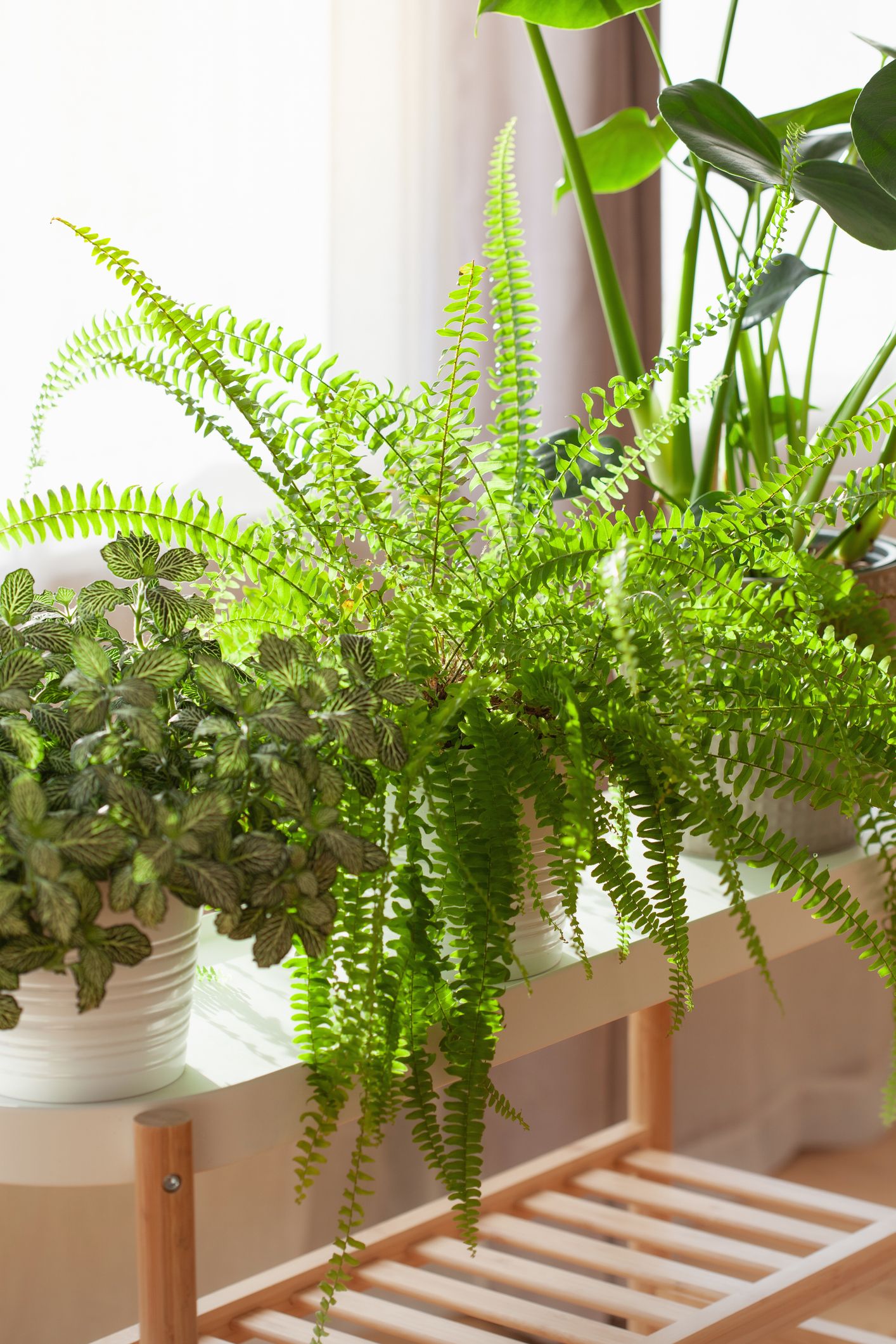 Hűsítő szobanövények a nyári forróságra!