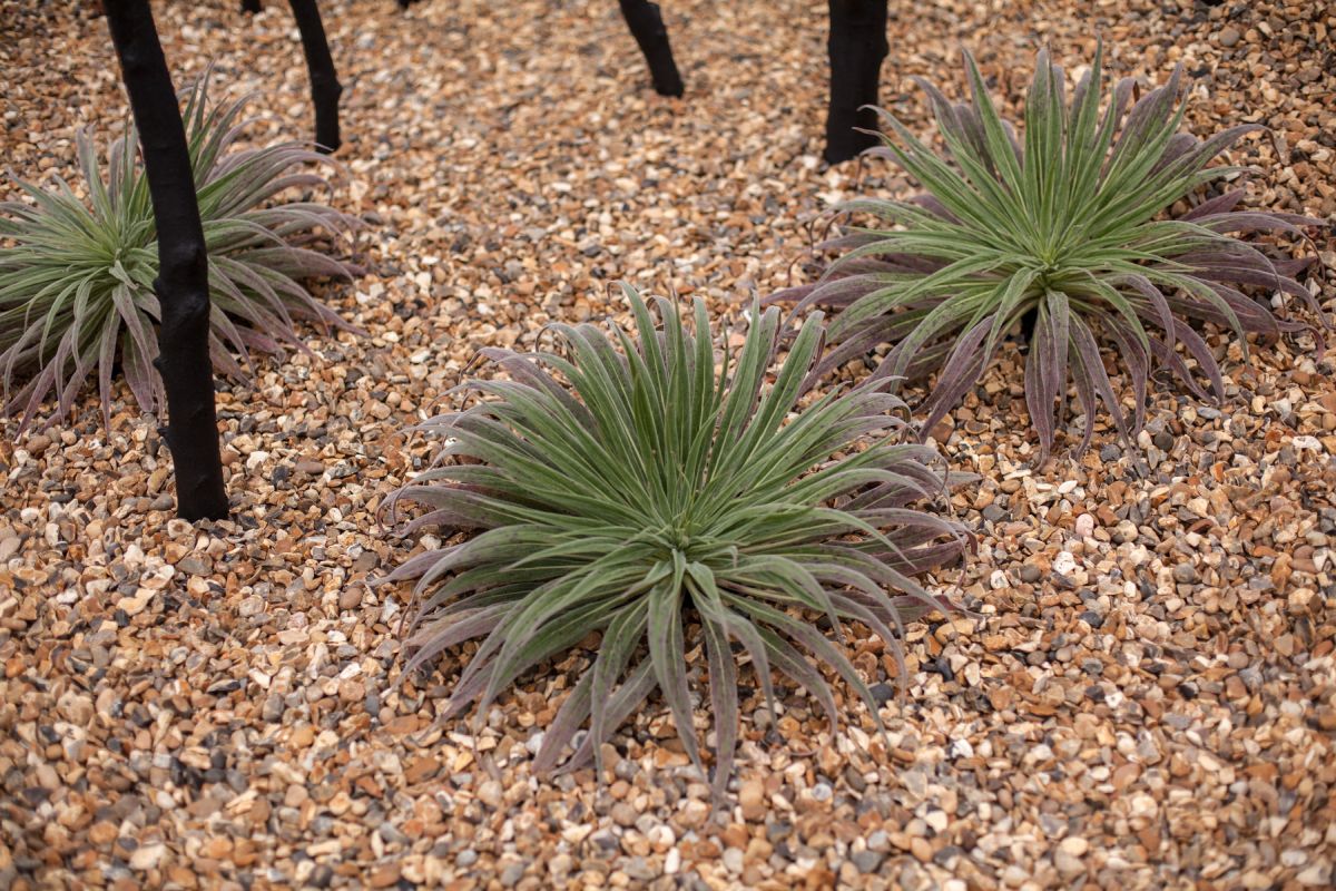 28 Felső Kert Ötlet: Így varázsolj belépőt 2026-ra!