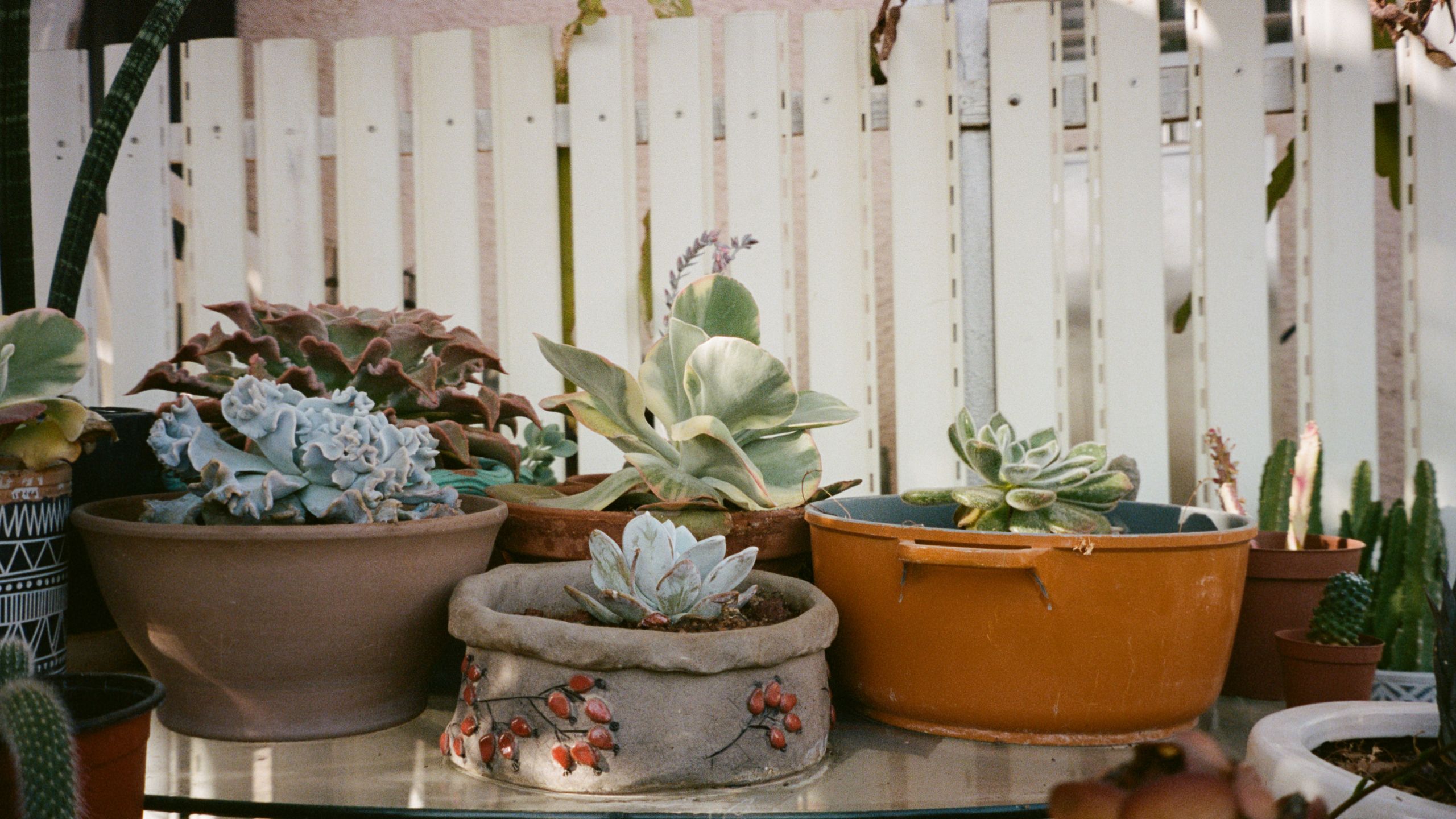 Sikeres pozsgásnövény ültetés – 7 gondozási tipp!