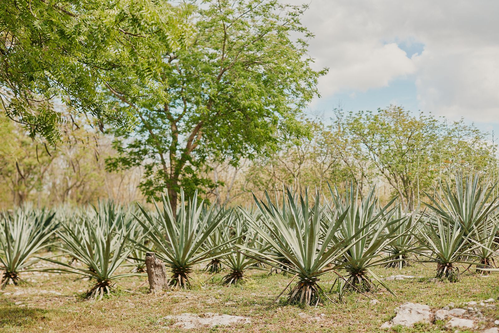 Yucatán felfedezése: Henequen ültetvények és maja piramisok!