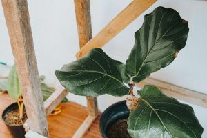 Fiddle Leaf Fig fu00e1k Sam’s Clubban u2013 csak 40$ alatt!