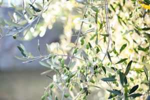 Vibrant green olives and leaves basking in natural sunlight, showcasing nature's beauty.