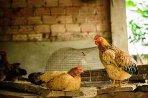 Two chickens in a rustic coop. Perfect for farm atmosphere stock photos.