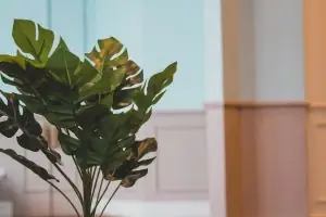 A lush monstera plant adds a touch of greenery to a modern indoor space.