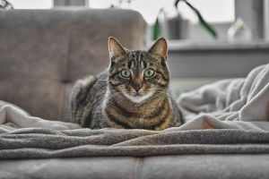 Charming domestic grey tabby cat relaxing indoors on a sofa with a soothing atmosphere.