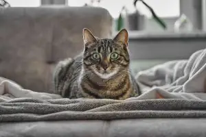 Charming domestic grey tabby cat relaxing indoors on a sofa with a soothing atmosphere.