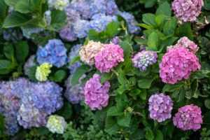 A close-up of colorful blooming hydrangea flowers in a lush summer garden.